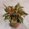8" Aglaonema Red Siam